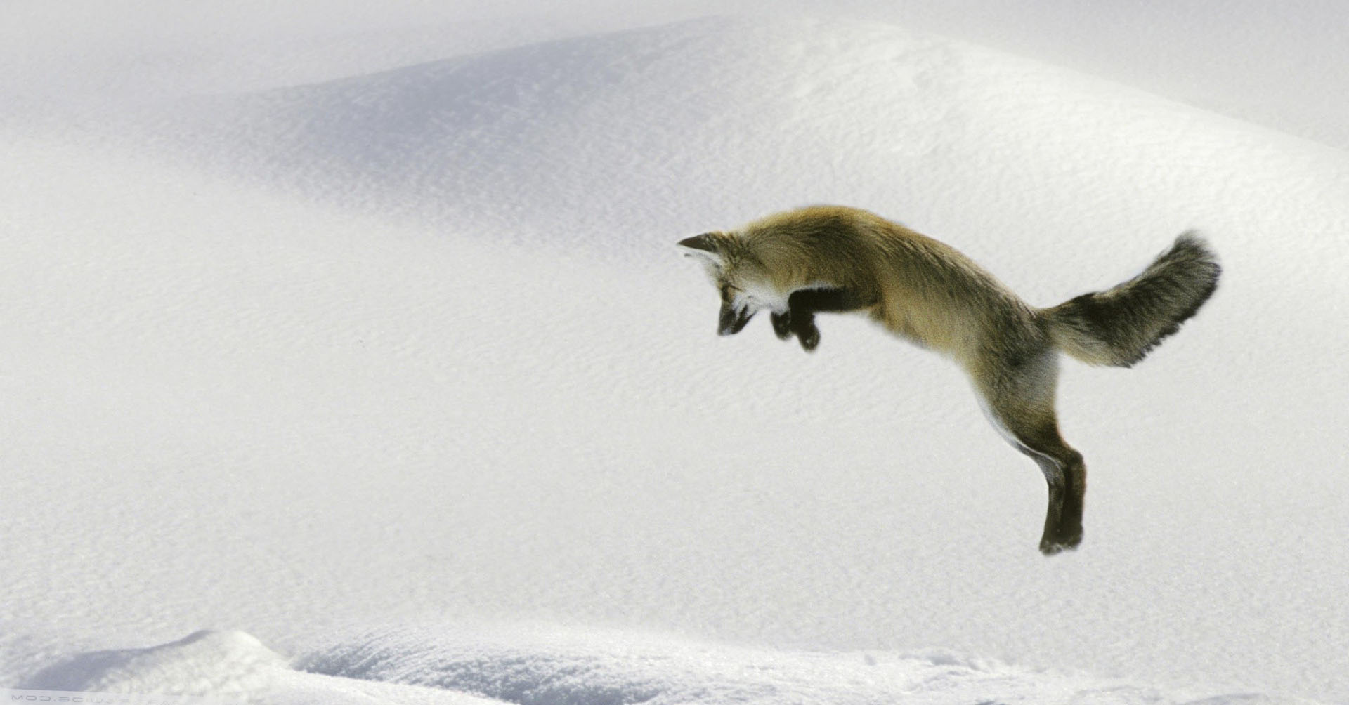A Fox Is Jumping On The Snow Wallpaper
