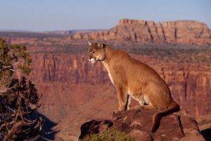 A Puma At The Canyon