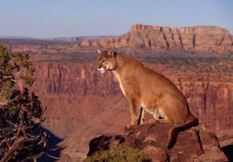 A Puma At The Canyon HD Wallpaper Desktop Background