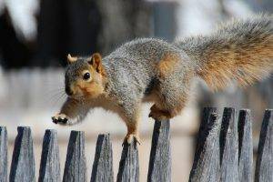 A Squirrel Walks On The Fence
