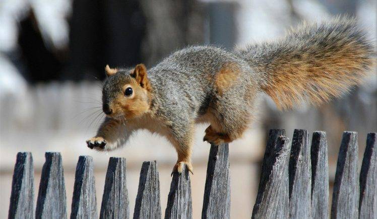 A Squirrel Walks On The Fence HD Wallpaper Desktop Background
