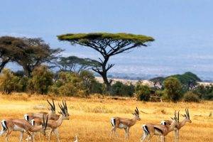 African Gazelle Animals
