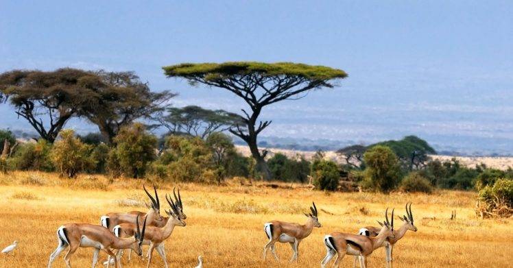 African Gazelle Animals HD Wallpaper Desktop Background