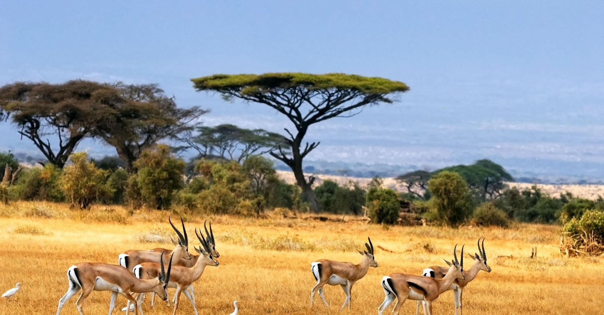 African Gazelle Animals Wallpaper