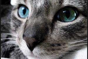 Amazing Blue Eyes