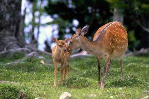 Baby And Mother Deer