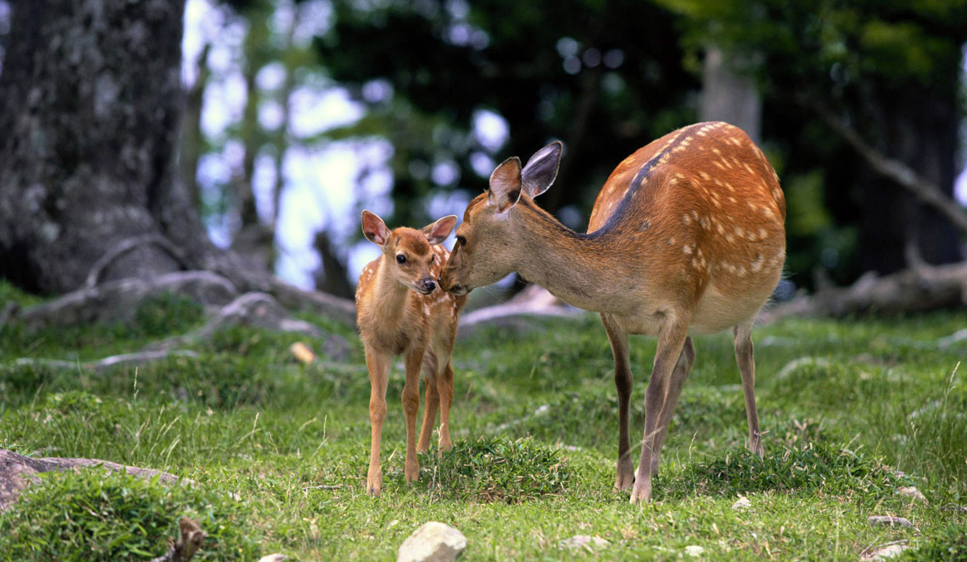 Baby And Mother Deer Wallpaper