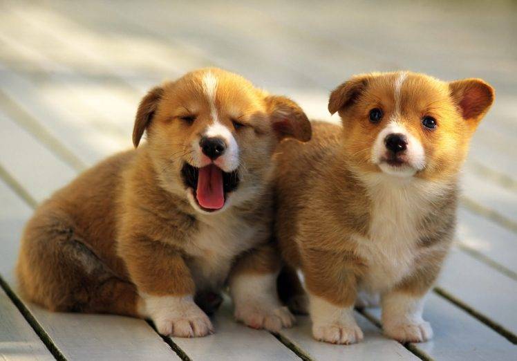 Baby Dogs On The Deck HD Wallpaper Desktop Background