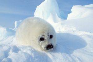 Baby Ice Seals