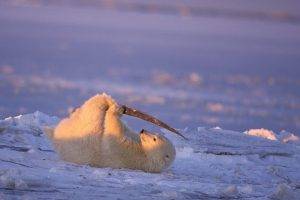 Baby Polar Bear Plays On The Snow