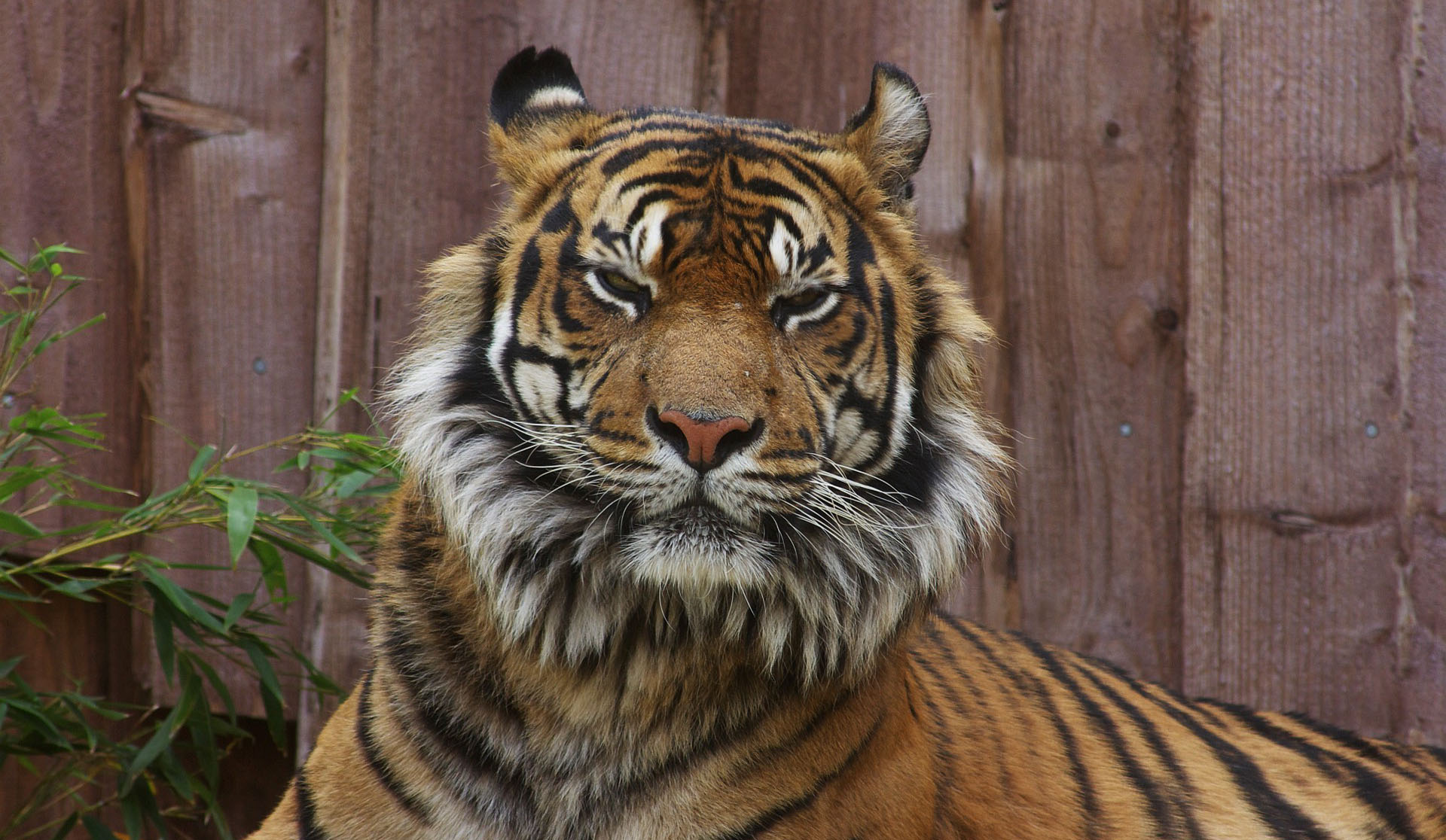 Be Careful There Is A Tiger Wallpaper