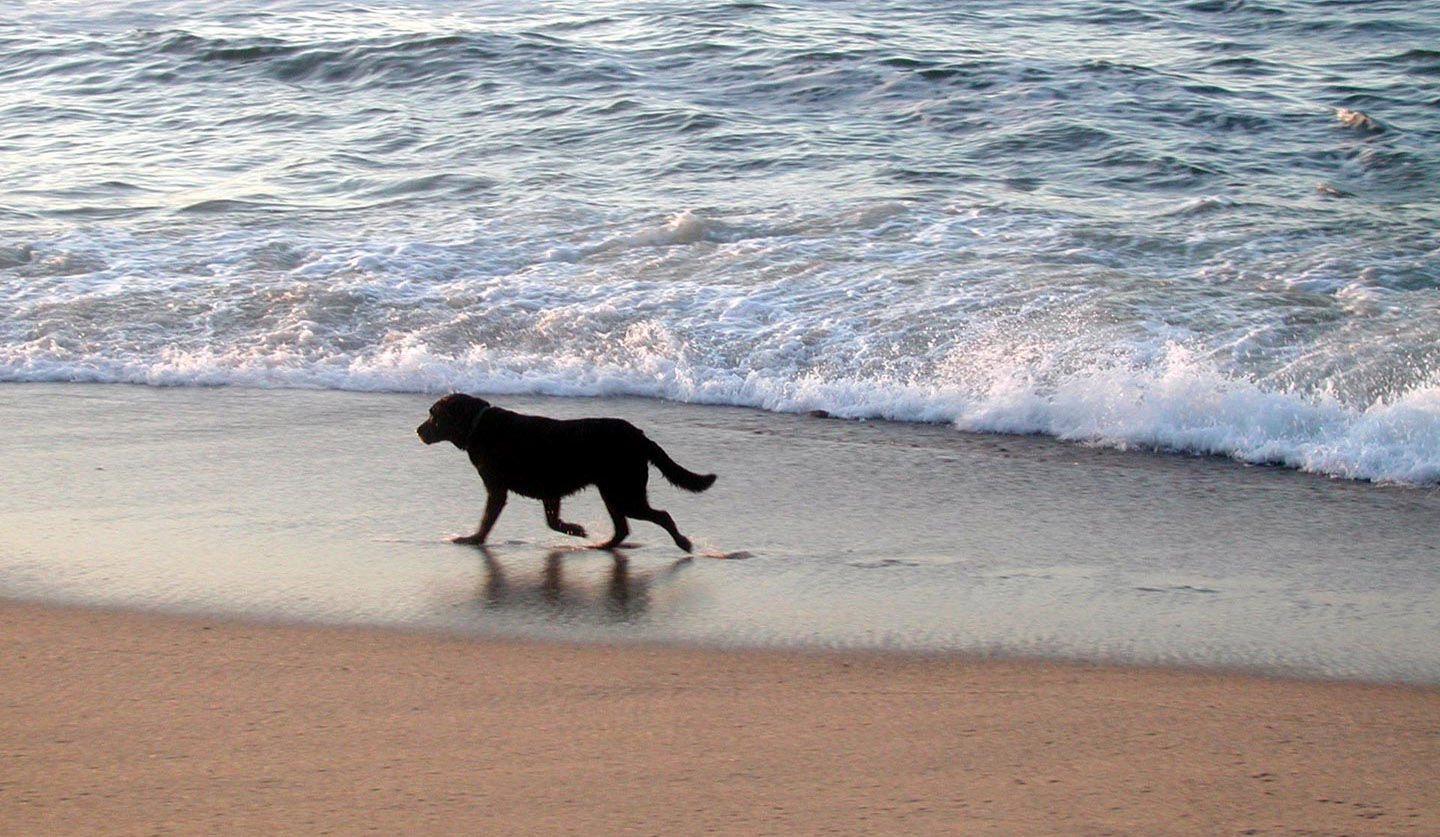 Beach Walking Wallpaper