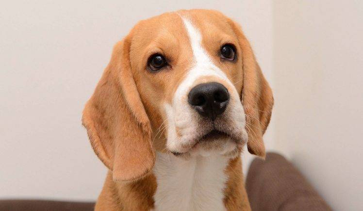 Beagle Pets HD Wallpaper Desktop Background