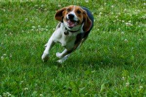 Beagle Runs On The Grass