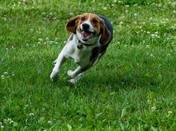 Beagle Runs On The Grass HD Wallpaper Desktop Background