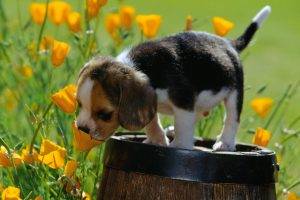 Beagle With Yellow Flowers