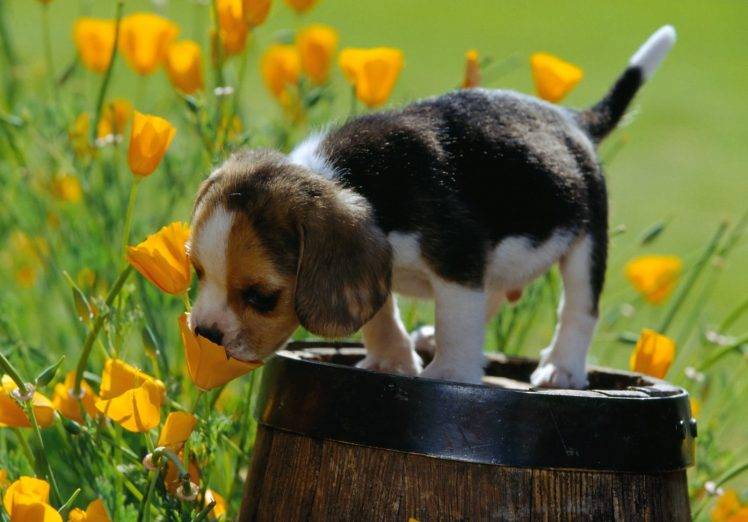 Beagle With Yellow Flowers HD Wallpaper Desktop Background