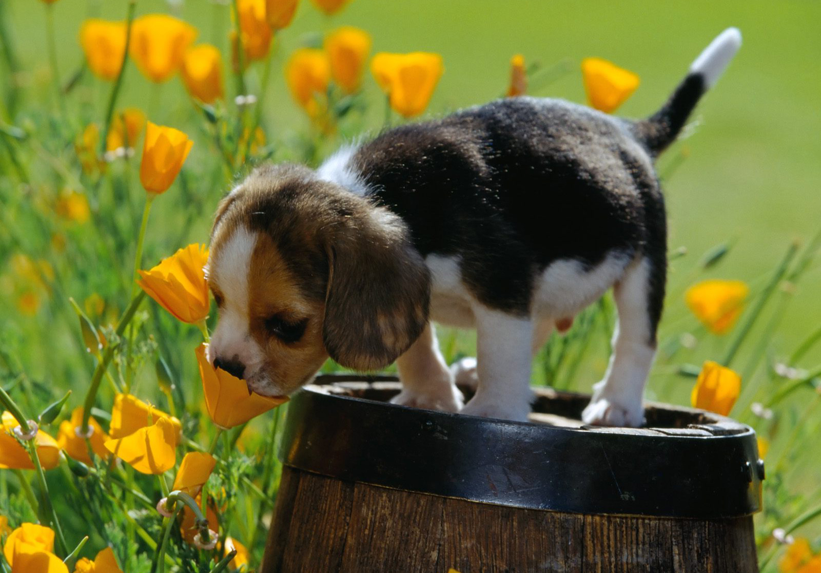 Beagle With Yellow Flowers Wallpaper
