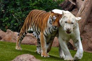 Bengal Tigers Play Together