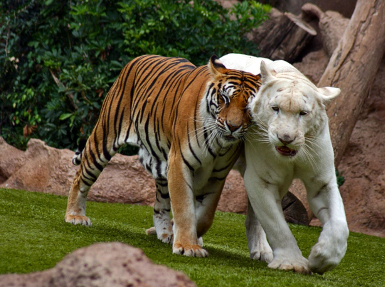 Bengal Tigers Play Together Wallpaper