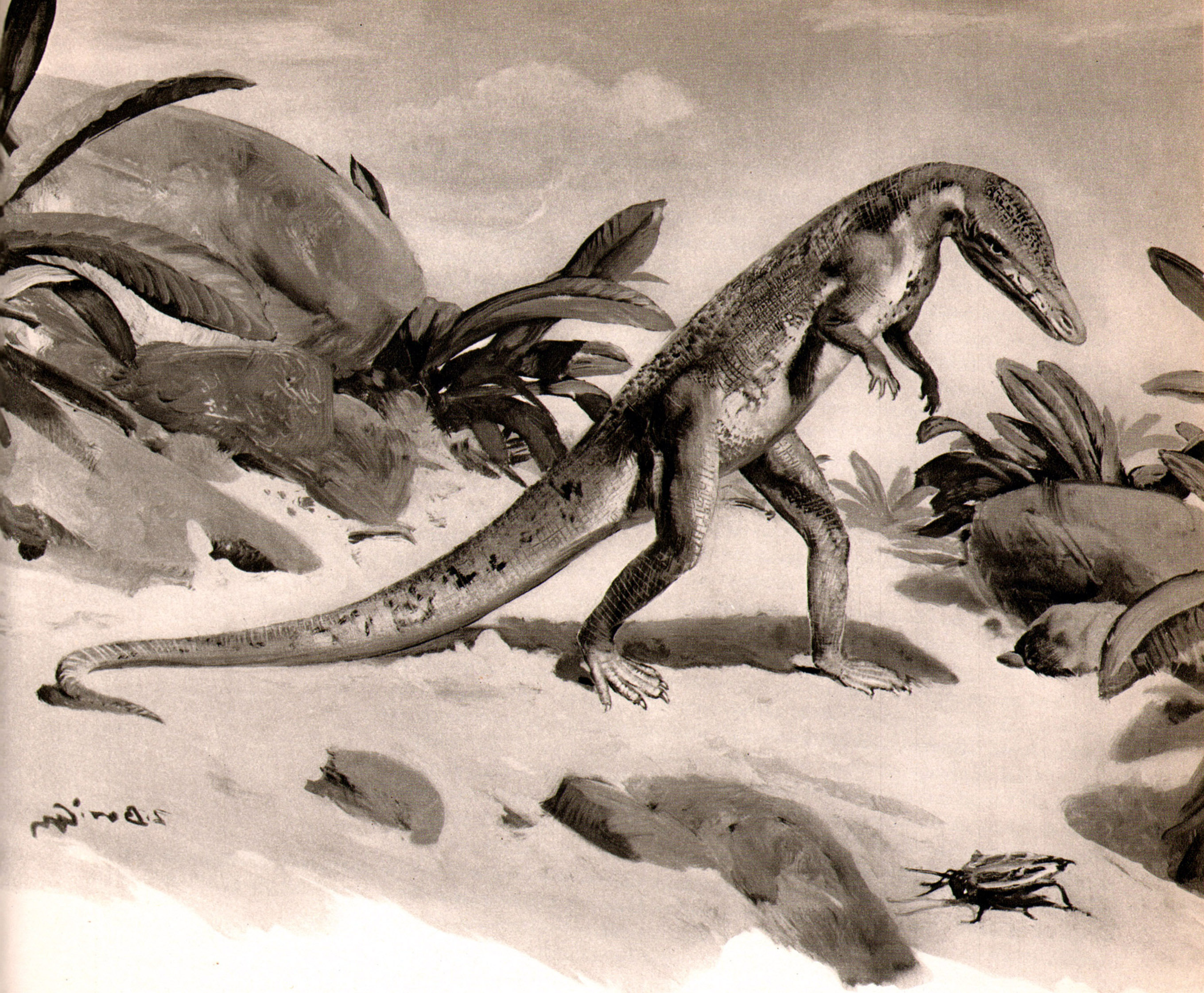 Black And White Dinosaurs, Wallpaper