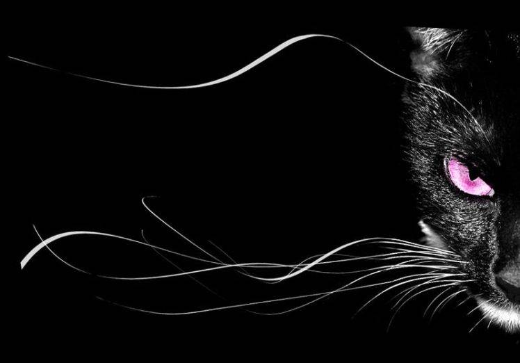 Black Cat With Pink Scary Eyes HD Wallpaper Desktop Background