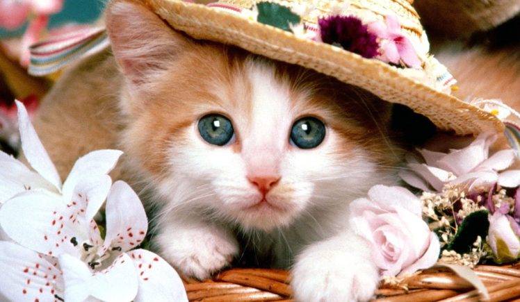 Blue Eys Cat With A Hat HD Wallpaper Desktop Background