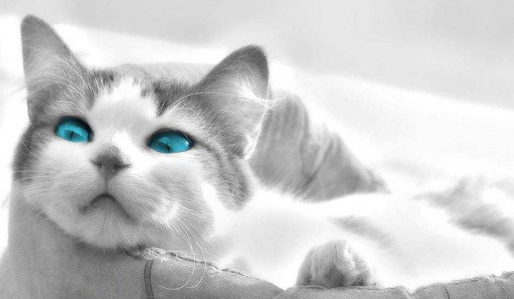 Blue Scary Eyes Wallpapers HD / Desktop and Mobile Backgrounds