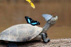 Butterfly On The Turtle