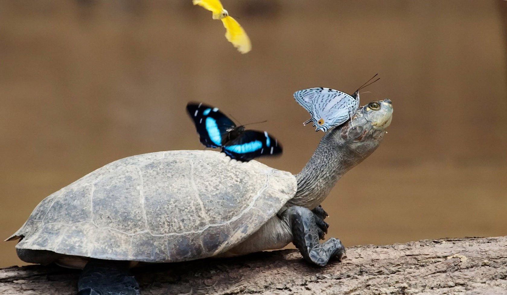Butterfly On The Turtle Wallpaper