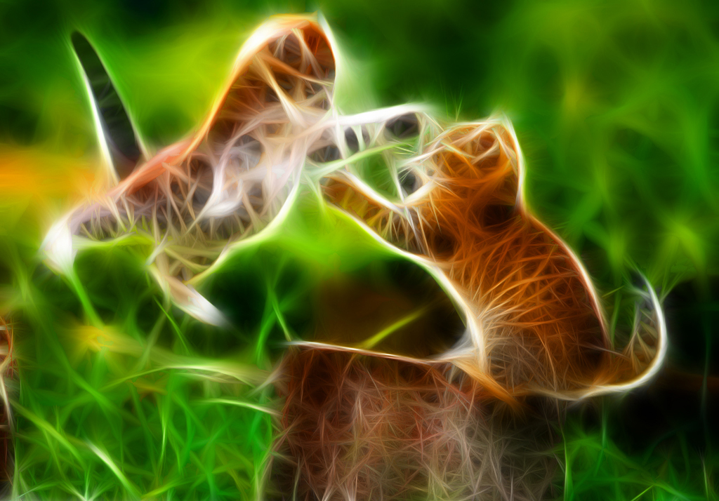 Cat Fight Neon Wallpapers HD / Desktop and Mobile Backgrounds