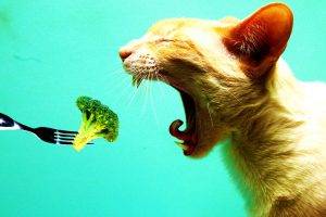 Cats Don’t Like Broccoli