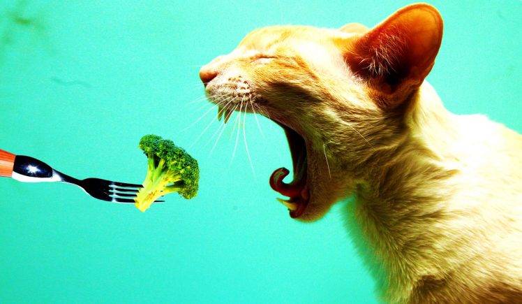 Cats Don’t Like Broccoli HD Wallpaper Desktop Background