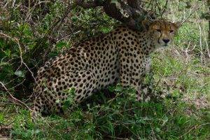 Cheetah Waits His Hunt
