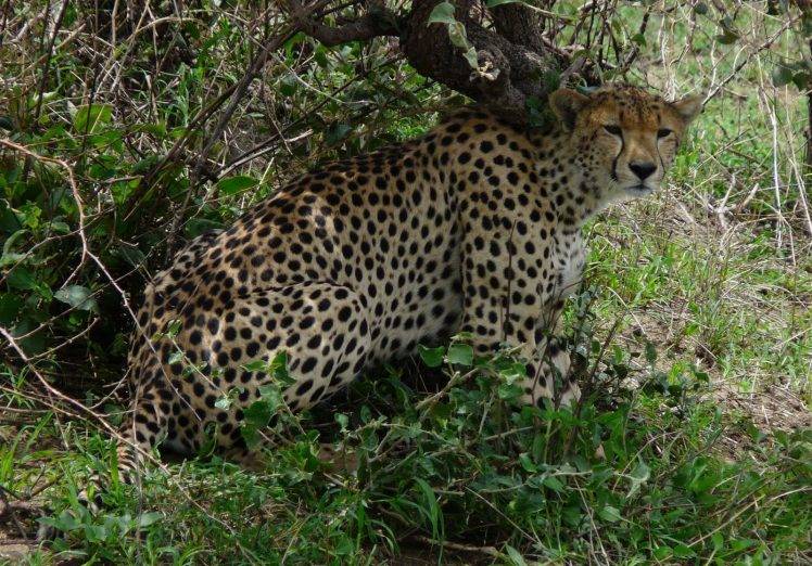 Cheetah Waits His Hunt HD Wallpaper Desktop Background
