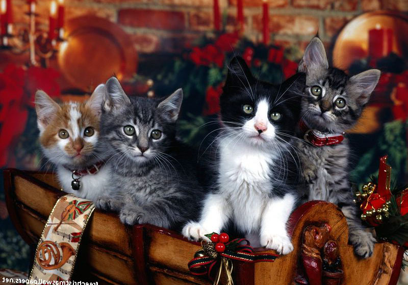 Christmas Friends Wallpaper