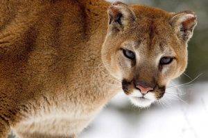 Cougars Have Sharpen Eyes