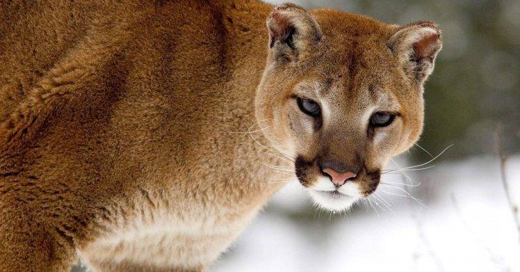 Cougars Have Sharpen Eyes HD Wallpaper Desktop Background