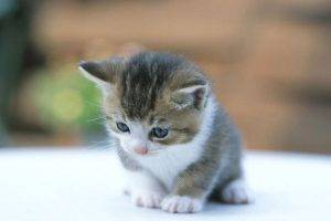 Cute Kitten With Blue Eyes