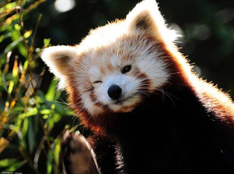 Cute Red Pandas HD Wallpaper Desktop Background