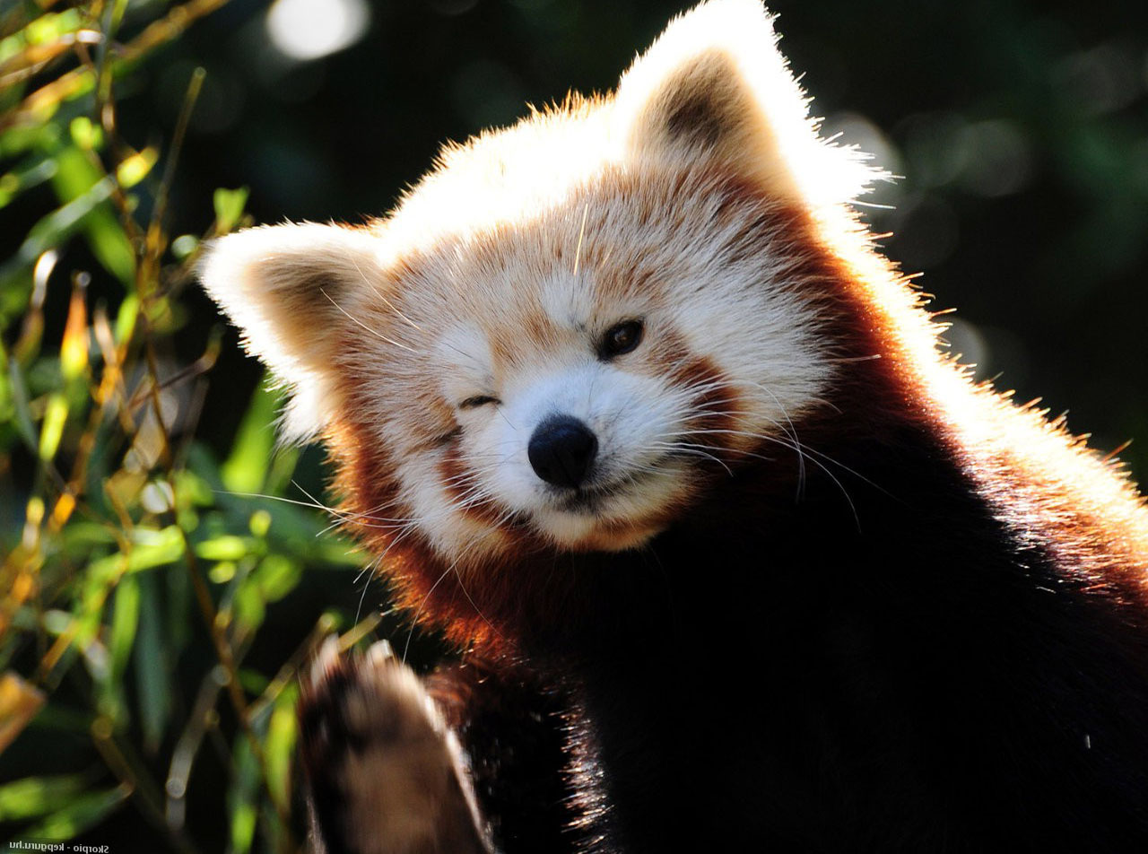 Cute Red Pandas Wallpapers HD / Desktop and Mobile Backgrounds