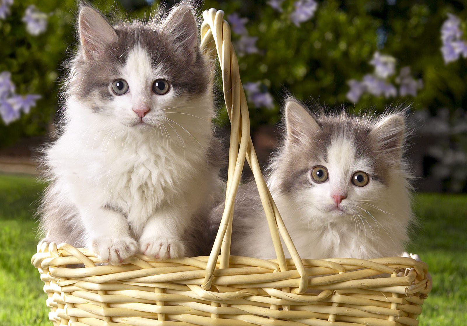 Cuties In The Basket Wallpaper
