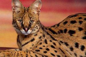 Dangerous Serval Cat