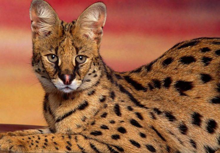 Dangerous Serval Cat HD Wallpaper Desktop Background