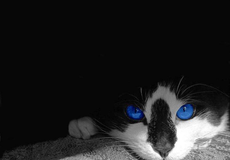 Mắt xanh sâu thẳm của con mèo ở hình nền này đang tỏa sáng rực rỡ. Hãy cùng ngắm nhìn vẻ đẹp vô cùng nghệ thuật của màn hình của bạn.