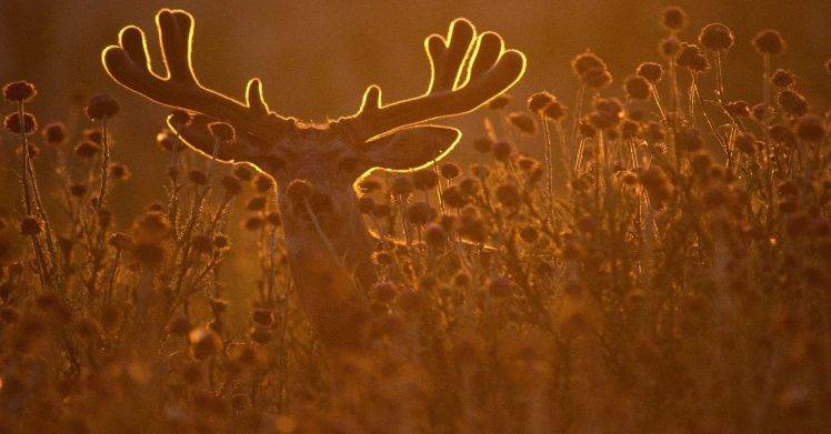 Deer Photo At The Sunshine HD Wallpaper Desktop Background
