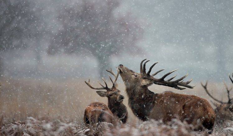Deers At The Winter Time HD Wallpaper Desktop Background