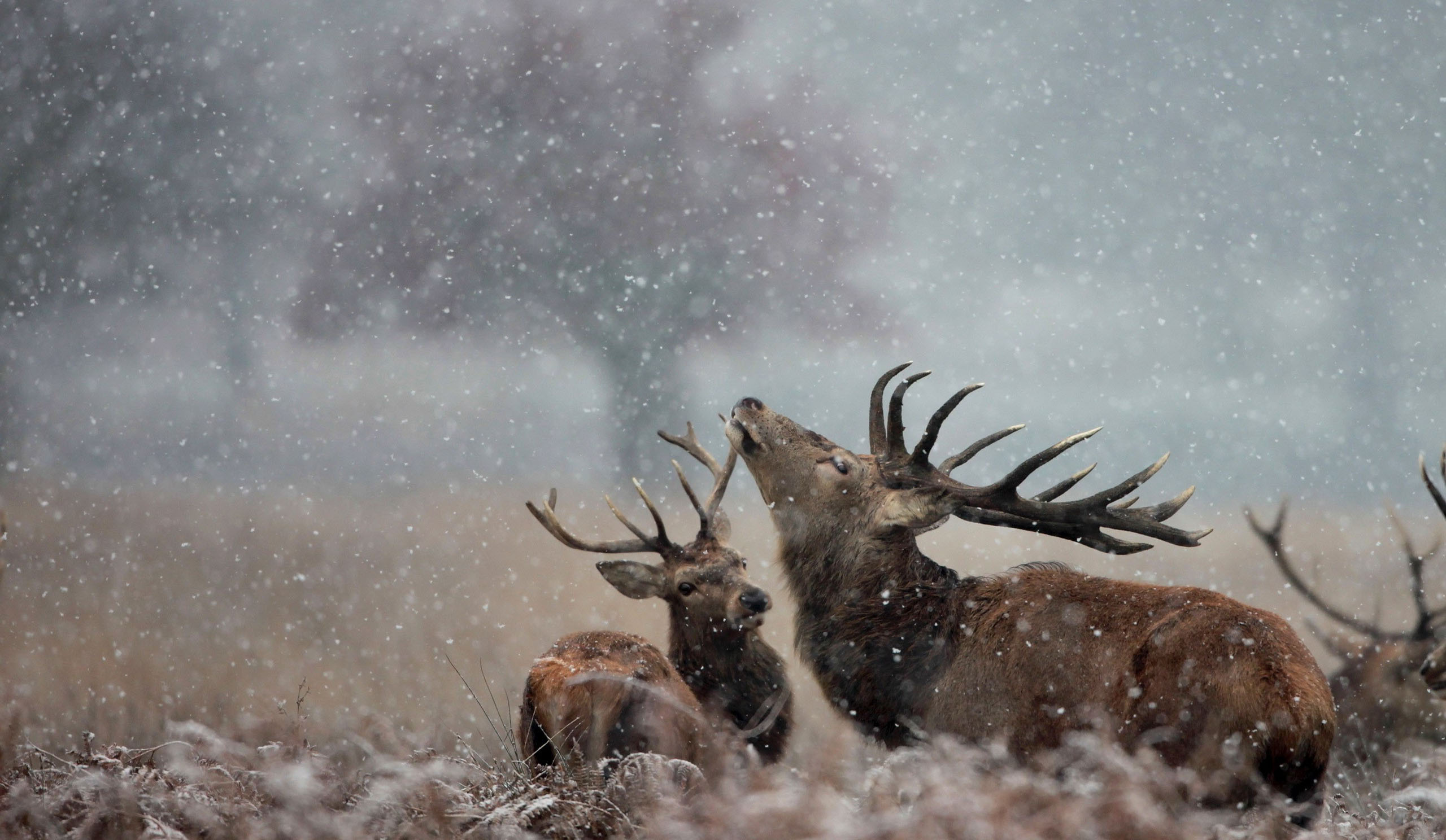 Deers At The Winter Time Wallpaper