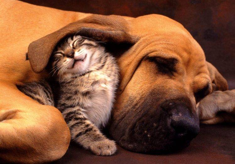 Dog And Cat Love Wallpapers HD / Desktop and Mobile Backgrounds