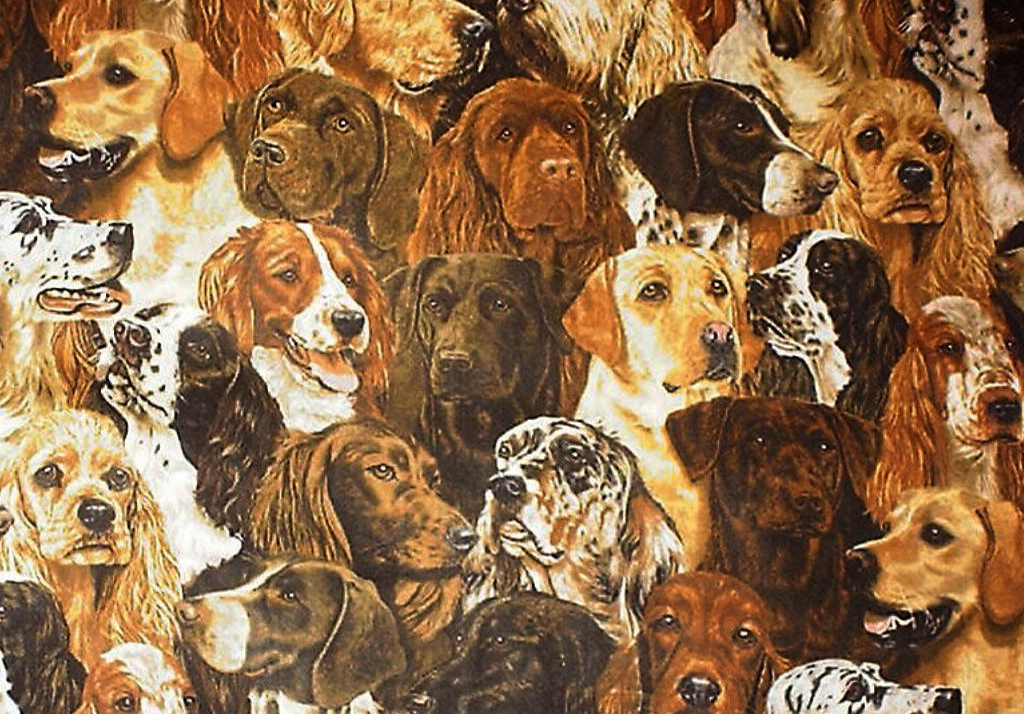 Dog Photos Wallpaper